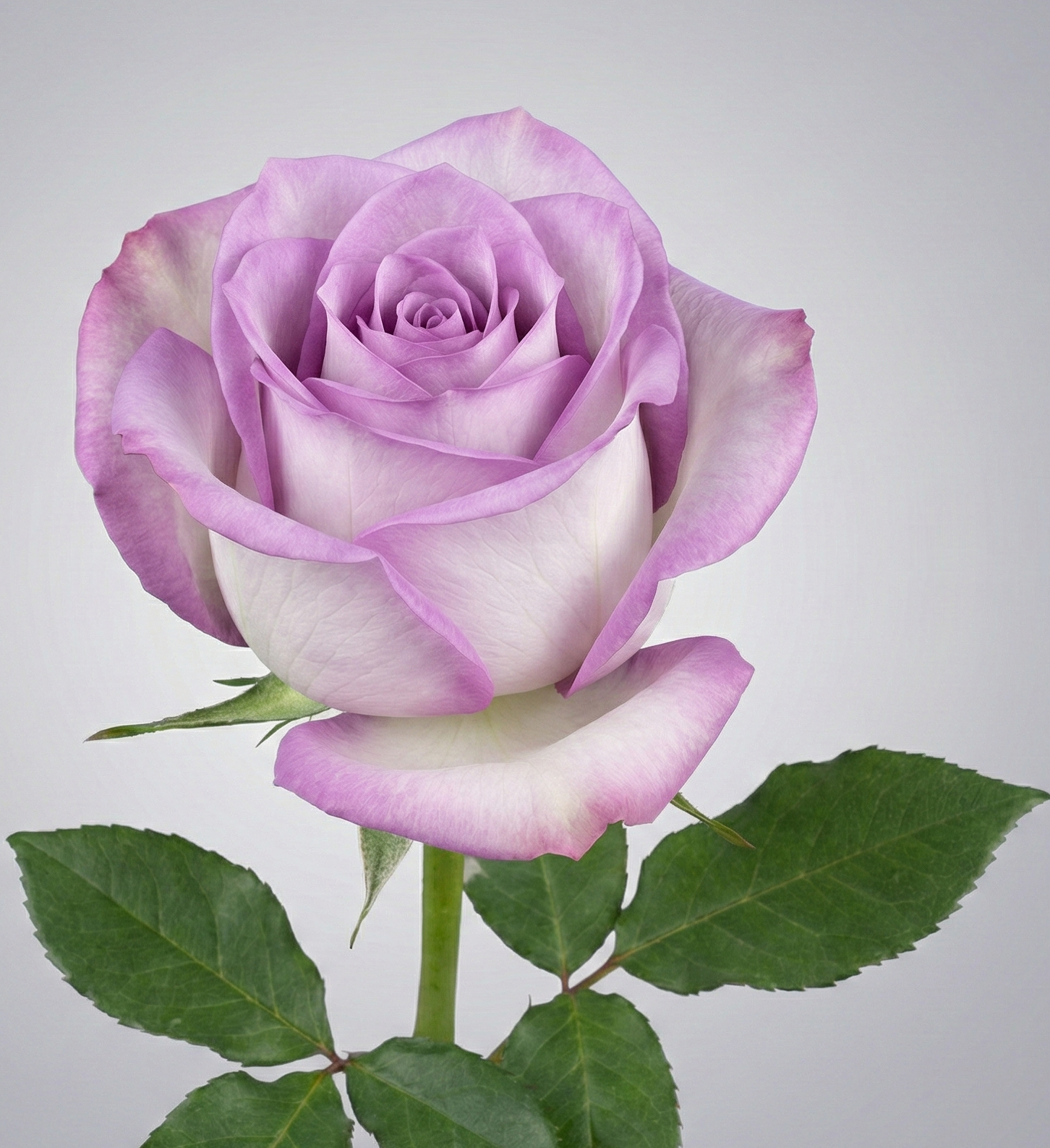 YFS_Image_7clkpe7clkpe7clk YFS_Image_7clkpe7clkpe7clk