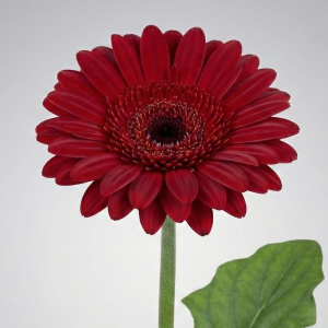 Red gerberas