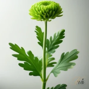 Green chrysanthemum