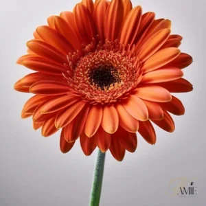 Orange gerbera