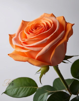 Orange rose