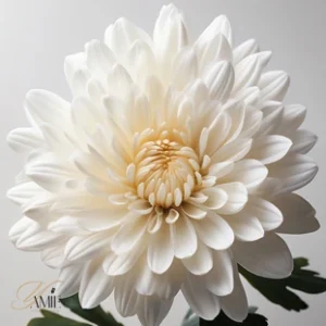 White chrysanthemum